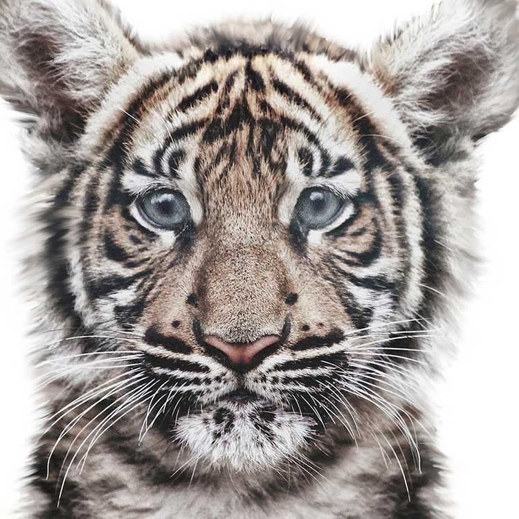 SAFARI ANIMAL PRINTS