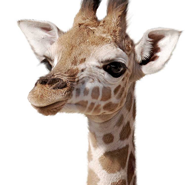 SAFARI ANIMAL PRINTS