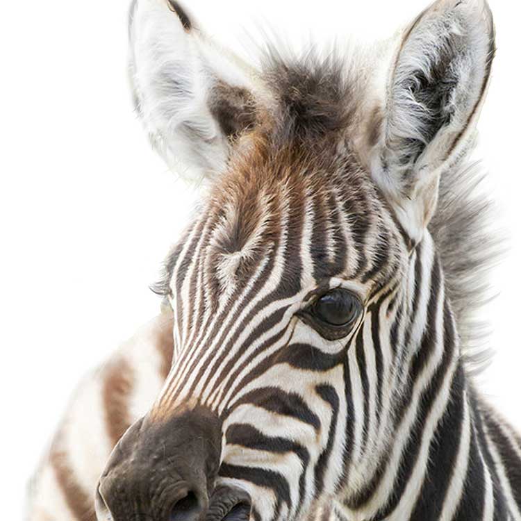 SAFARI ANIMAL PRINTS